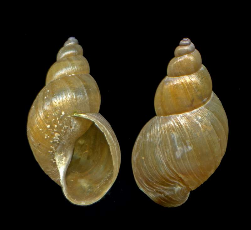 Lymnaeidae Lymnaea (Galba) truncatula fiume Magra